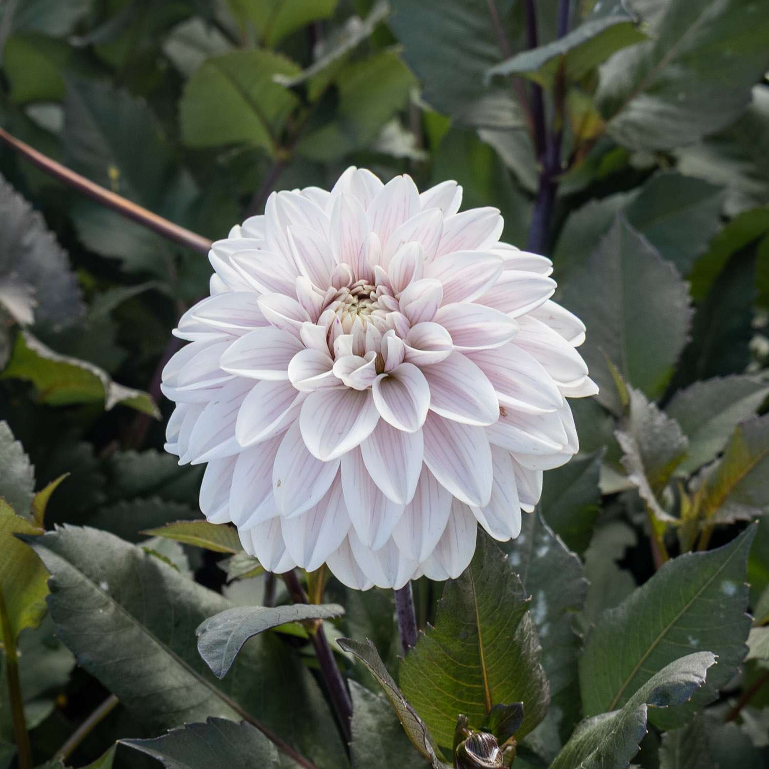 Dahlie ‘Candlelight Ivory Blaze’ - Dahlia